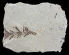 Metasequoia (Dawn Redwood) Fossil - Montana #62292-2